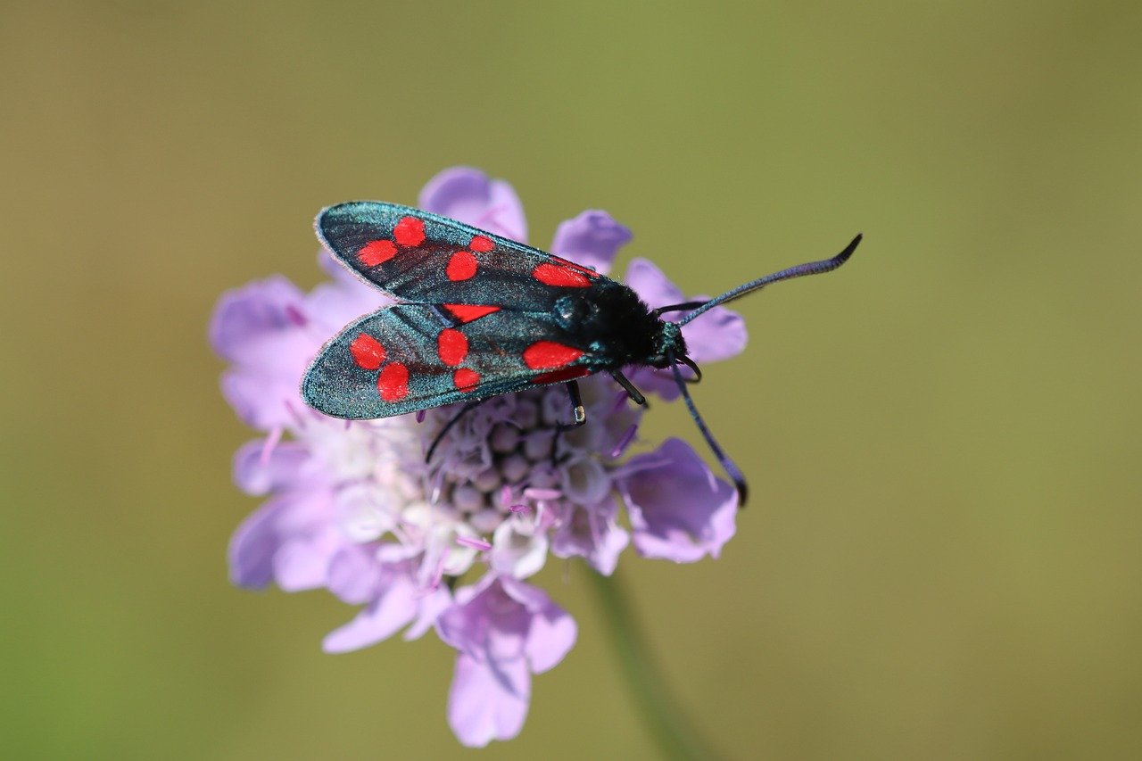 Quels sont les meilleurs spots nature à découvrir autour de Rang-du-Fliers ?