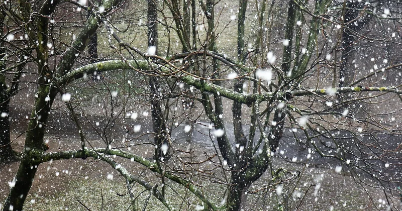 Météo à Titisee-Neustadt : à quoi vous attendre réellement