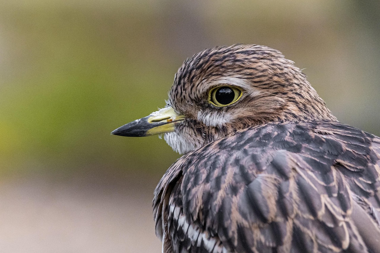 Où observer les oiseaux migrateurs autour de Rang-du-Fliers ?